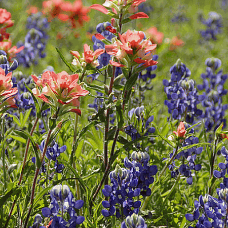 texas wildflower seeds wildflower california everwilde farms lb texas bluebonnet native wildflower seeds gold vault bulk seed packet walmartcom texas wildflower seeds wildflower california everwilde farms lb texas bluebonnet native wildflower seeds gold vault bulk seed packet walmartcom